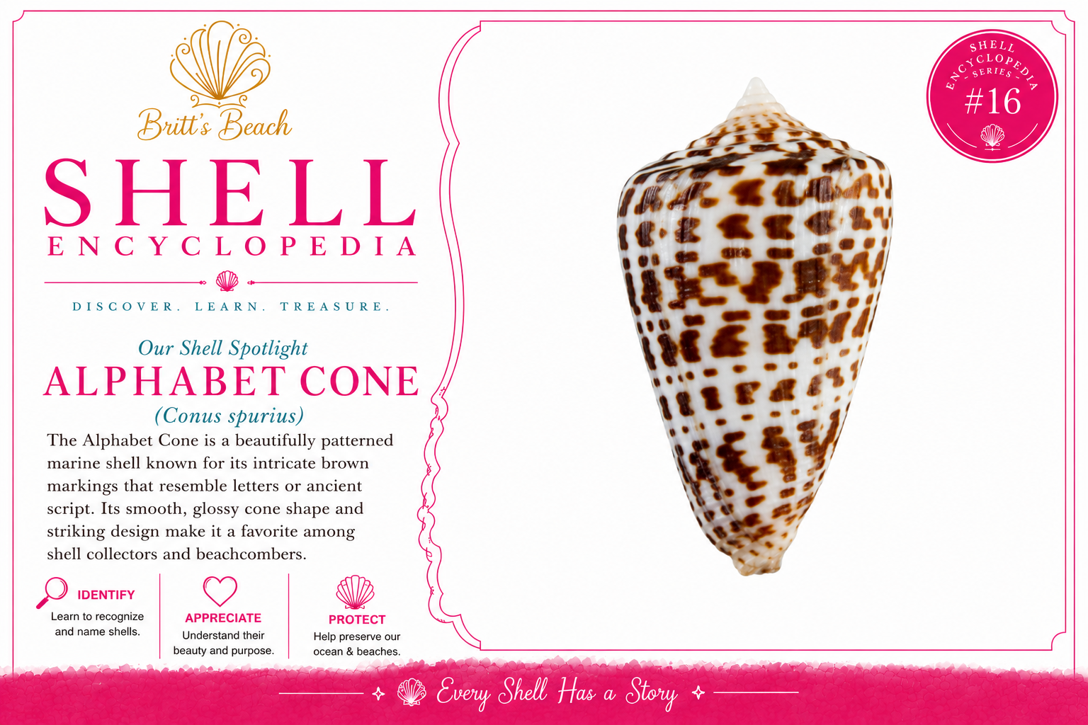 The Alphabet Cone Shell