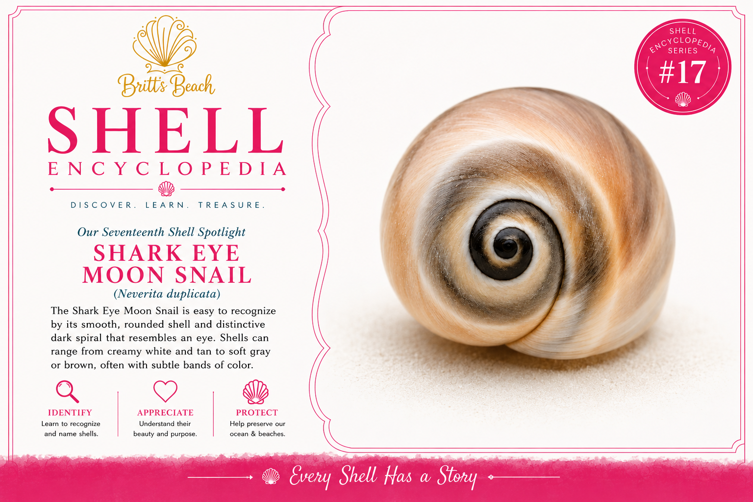 Britt’s Beach Shell Encyclopedia #17 – Shark Eye Moon Snail