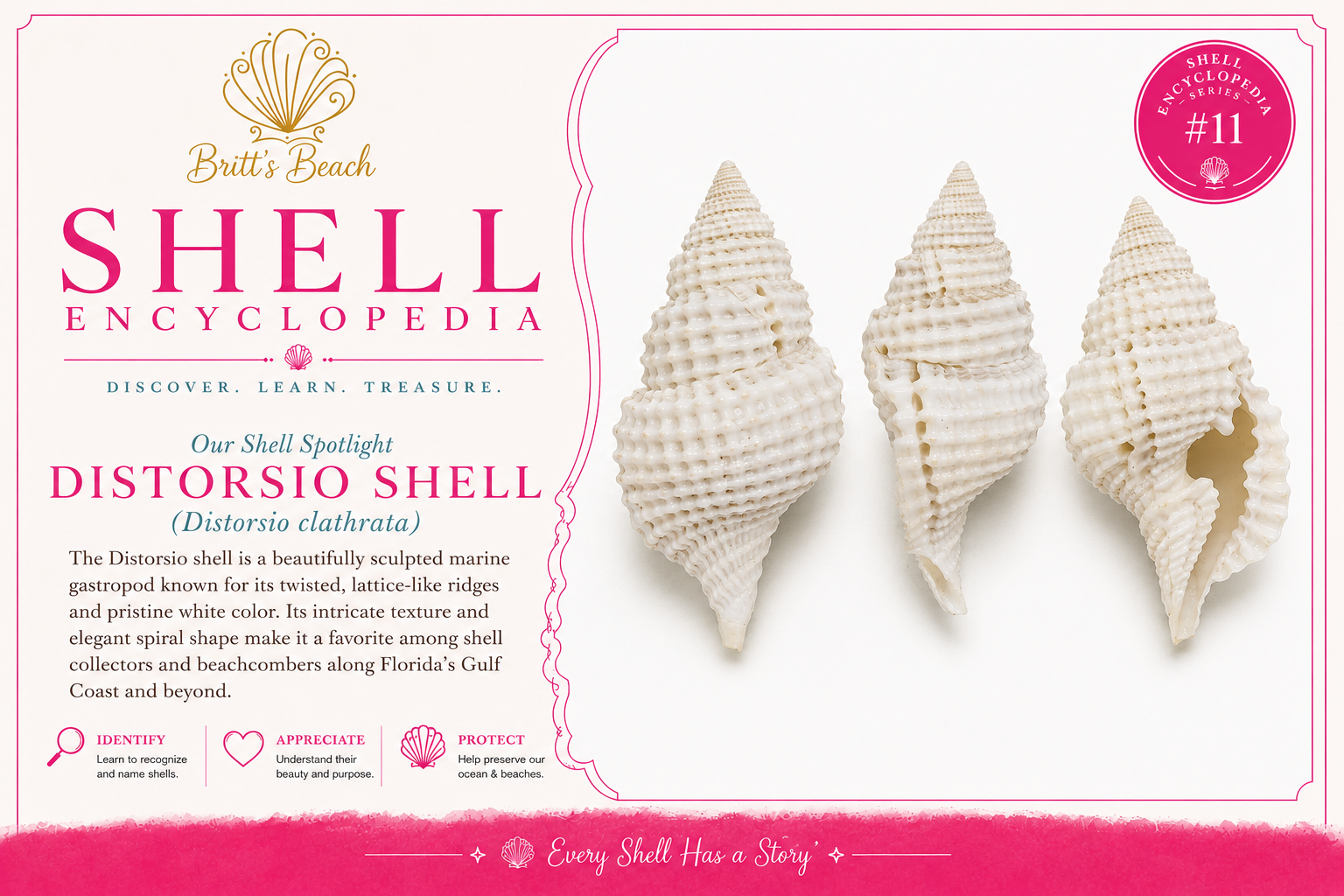 The Atlantic Distorsio Shell