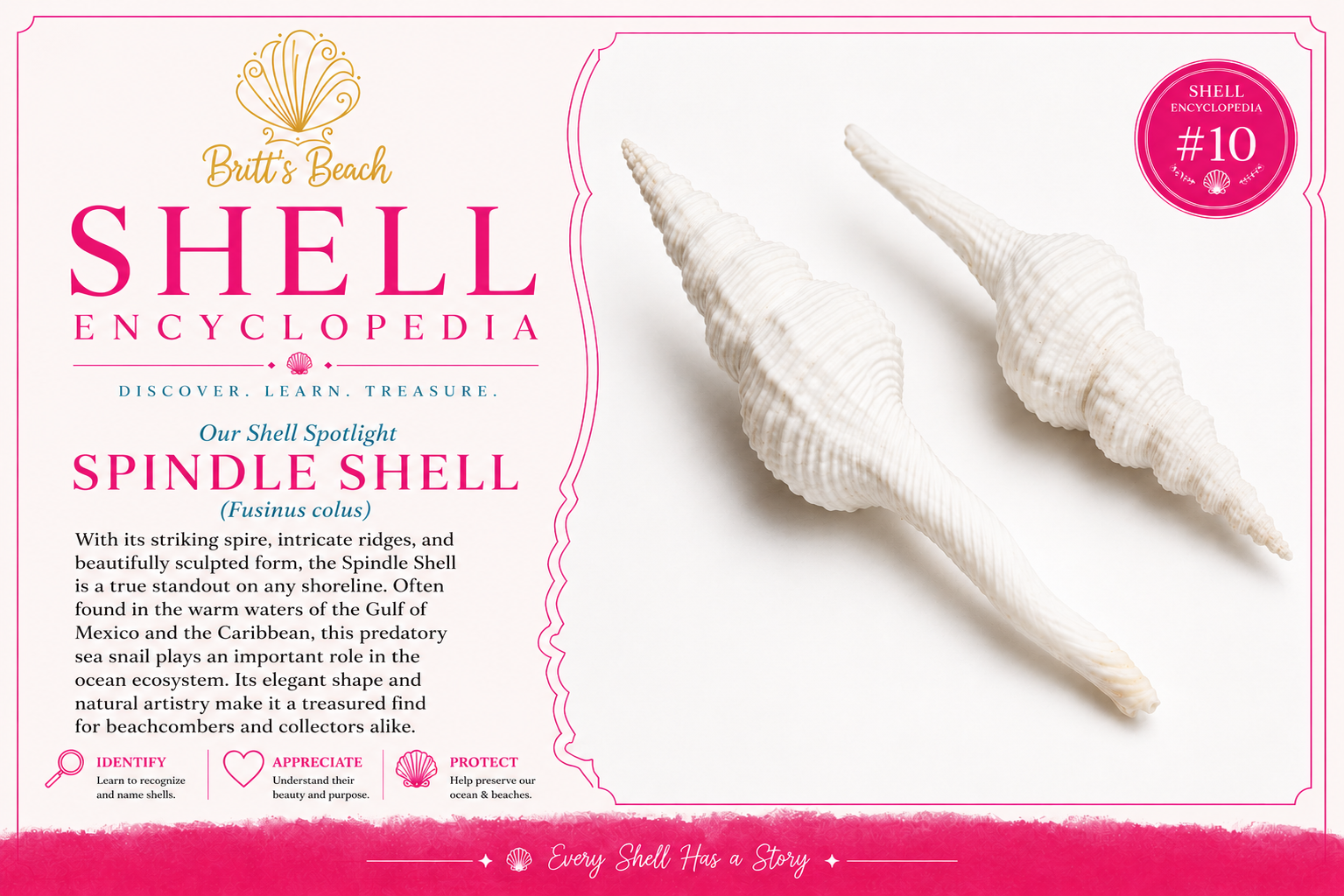 Britt's Beach Shell Encyclopedia #10 | Spindle Shell & Gulf Coast Shelling