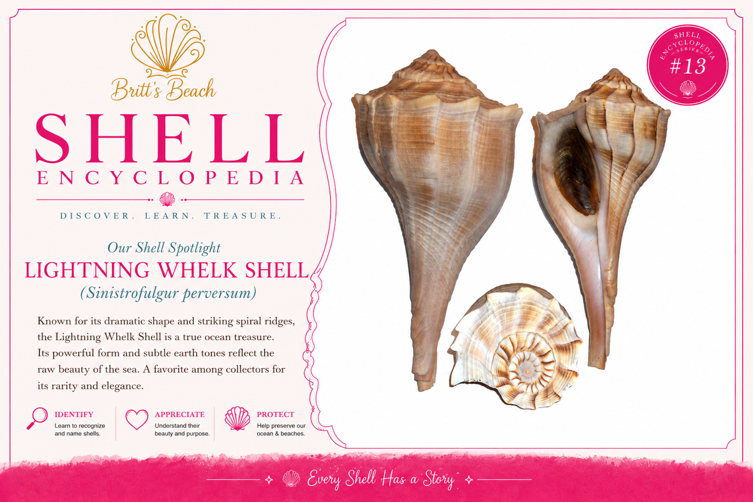 The Lightning Whelk Shell