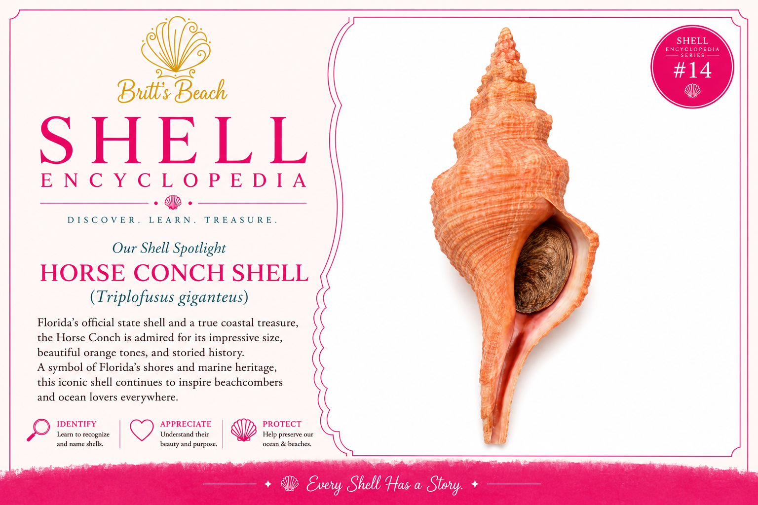 Horse Conch Shell | Florida's Official State Shell | Britt's Beach Shell Encyclopedia #14