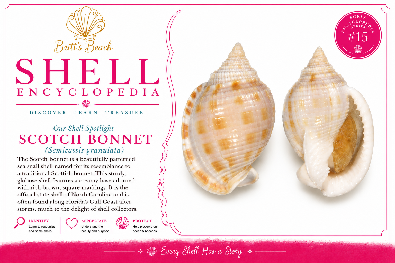 Scotch Bonnet Shell