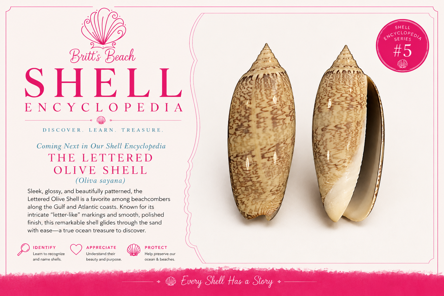 Lettered Olive Shell