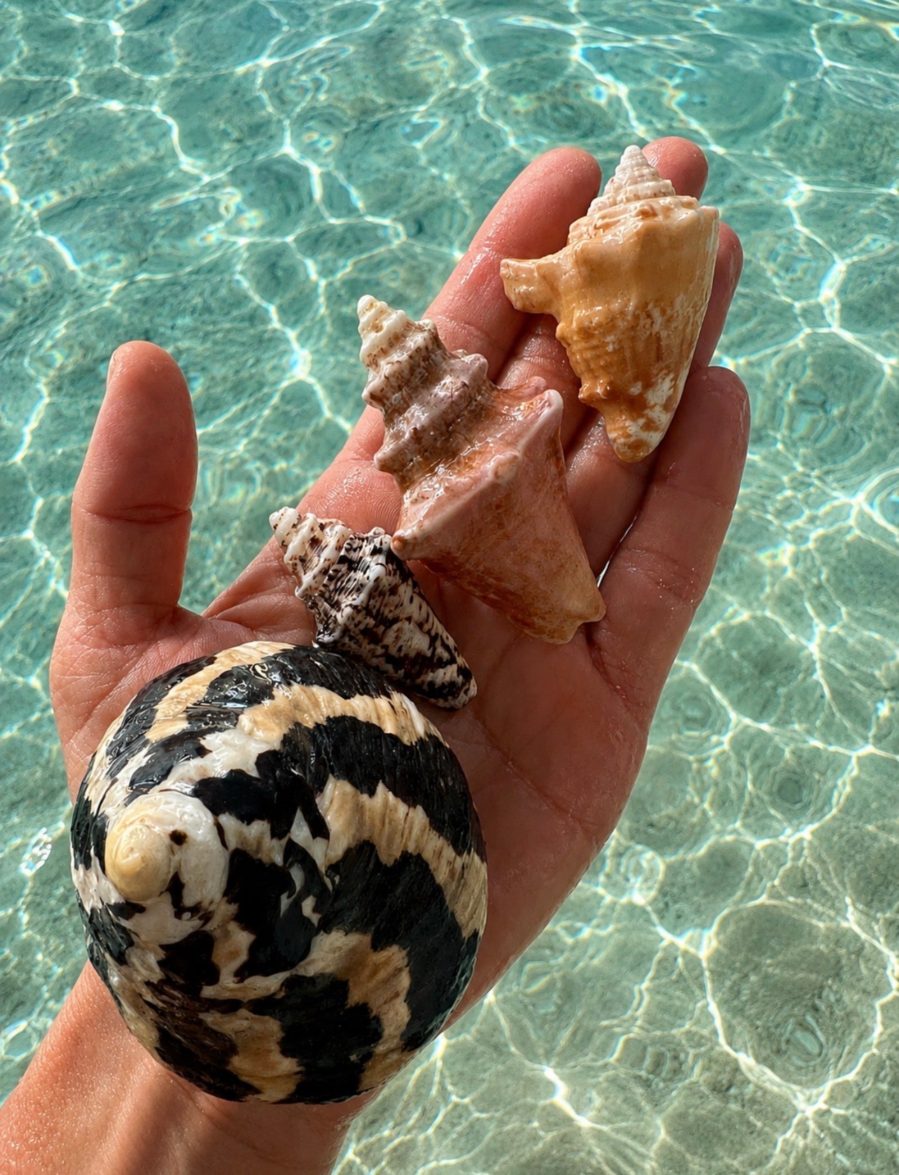 Shelling on Isla Mujeres, Mexico with Britt’s Beach