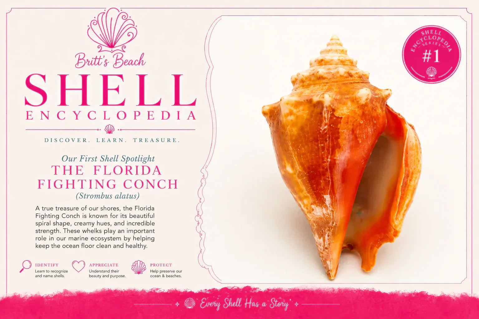 Florida Fighting Conch Shell