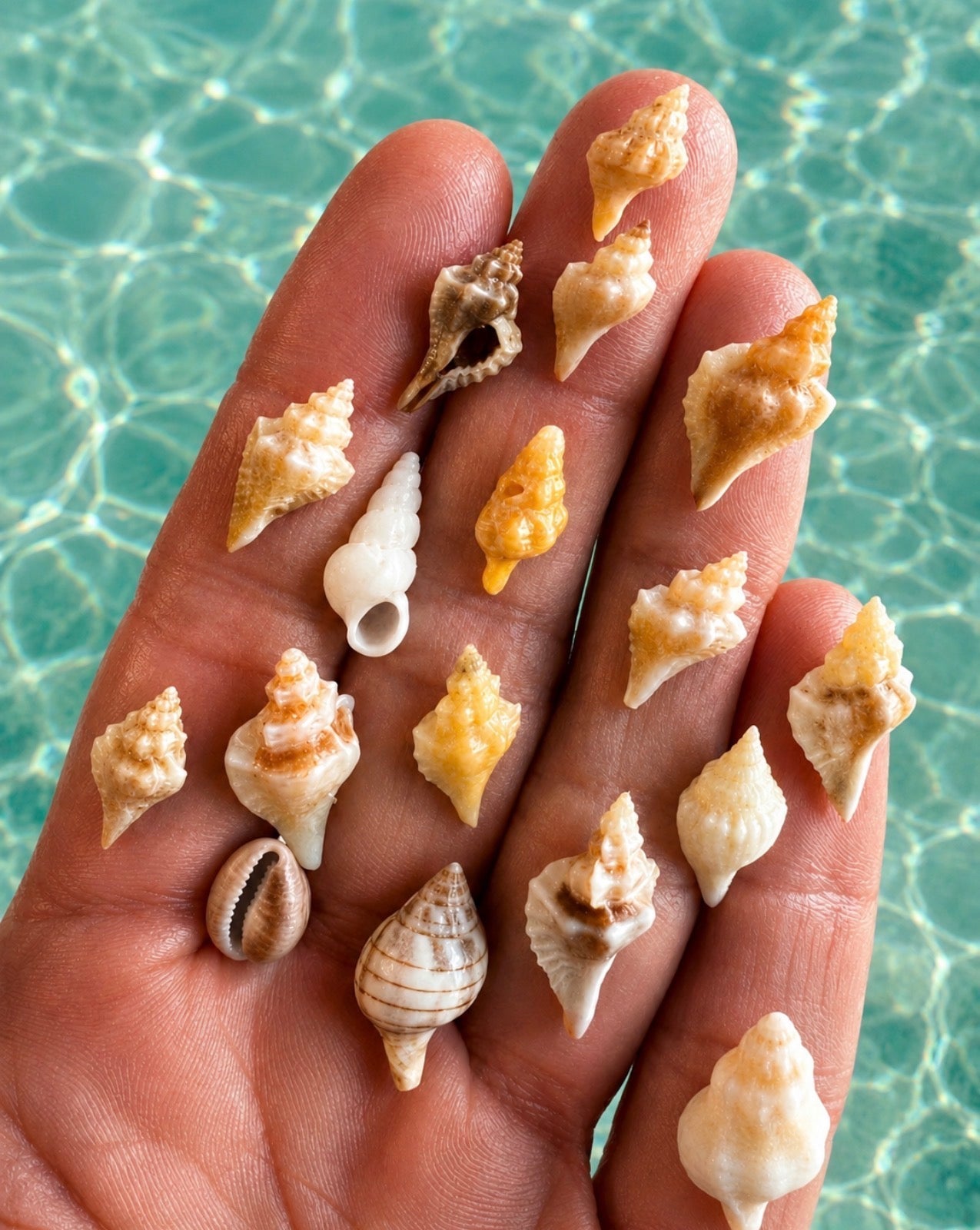 Why I Love Collecting Miniature Seashells | Britt's Beach
