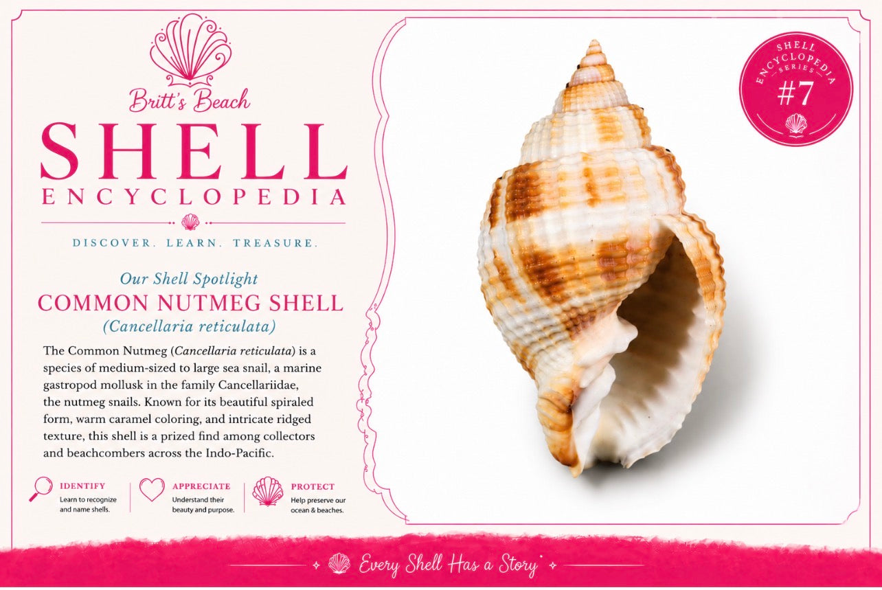 The Common Nutmeg Shell