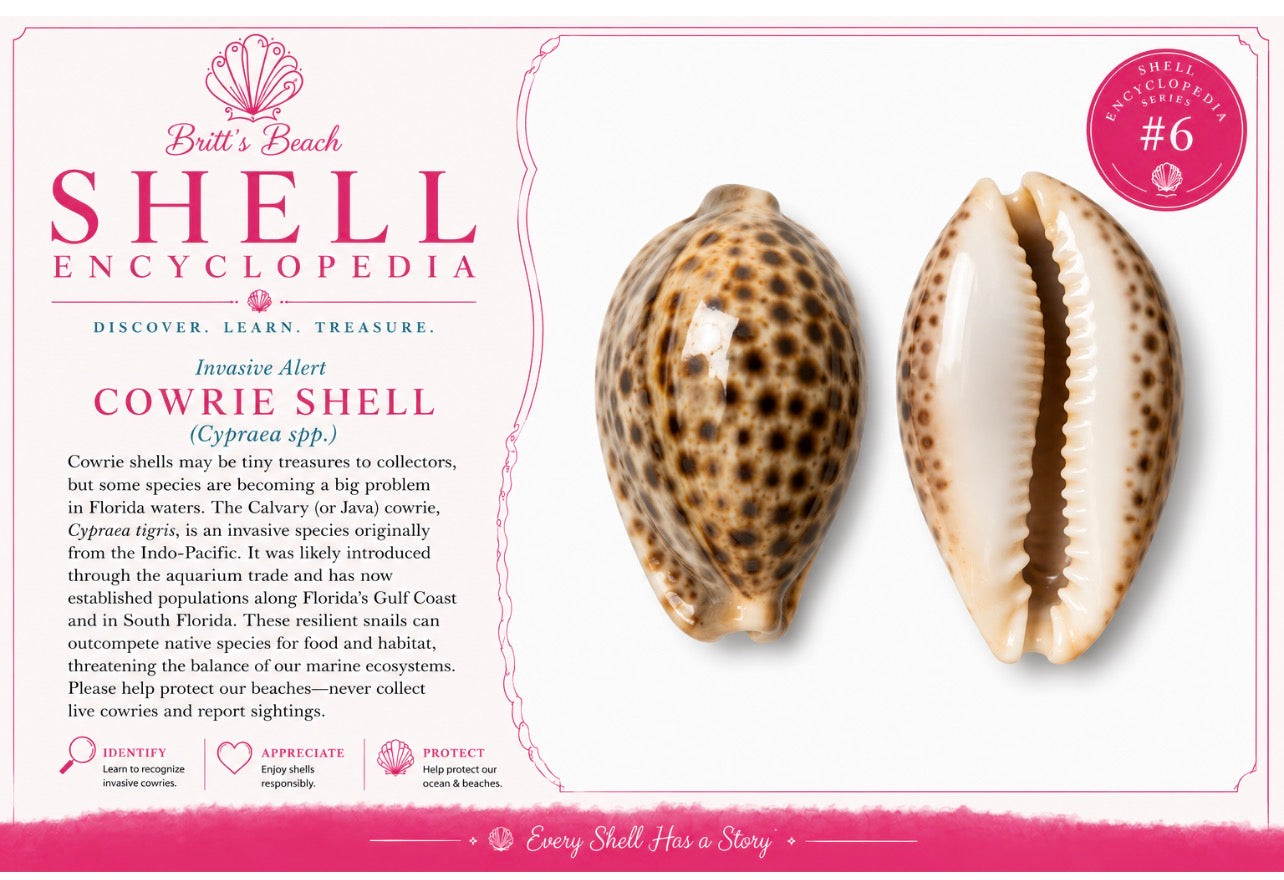 The Cowrie Shell