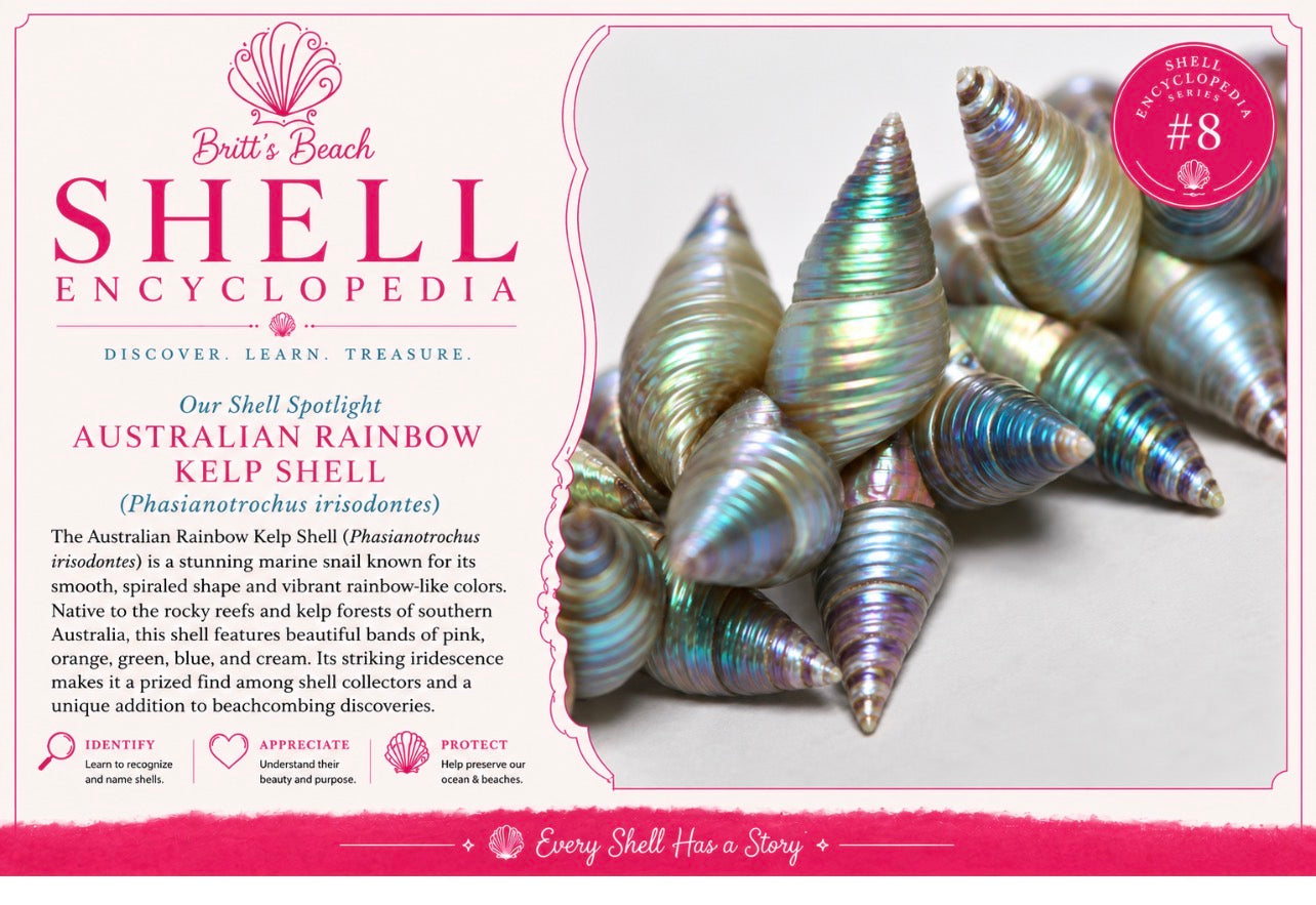 Rainbow Kelp Shell