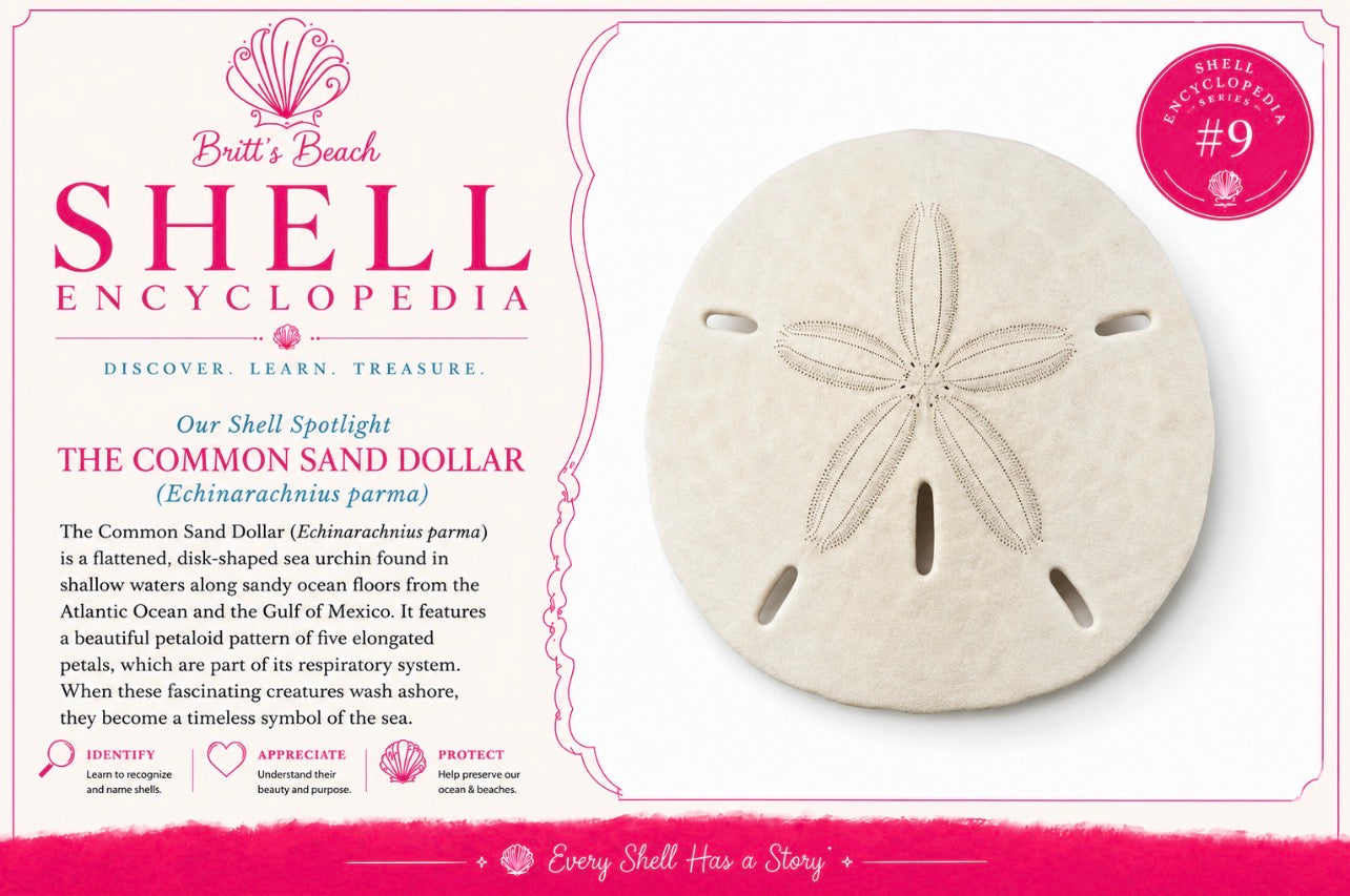 The Common Sandollar