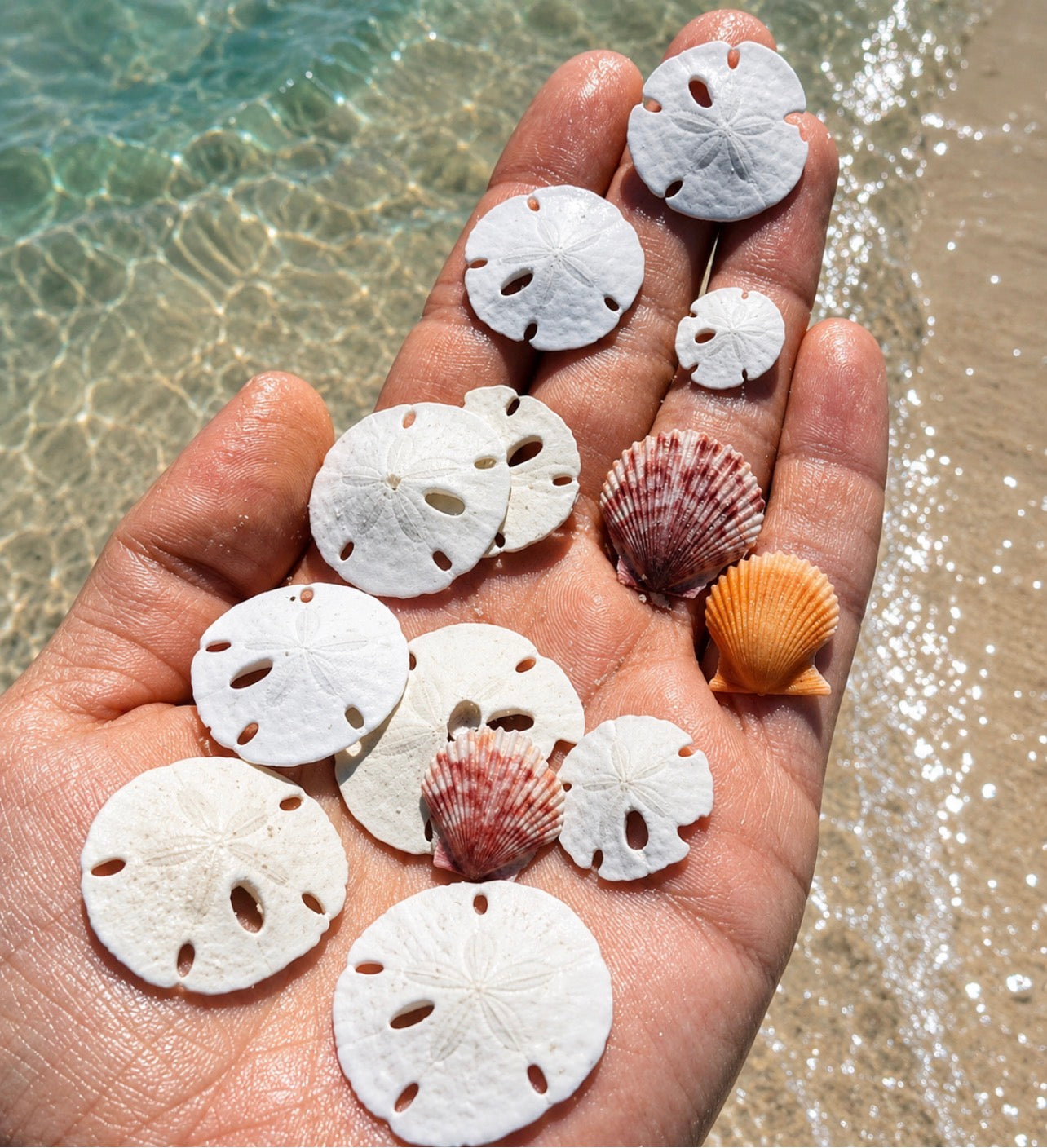 25 Seashells You Can Find on Florida Beaches (Ultimate Identification Guide)