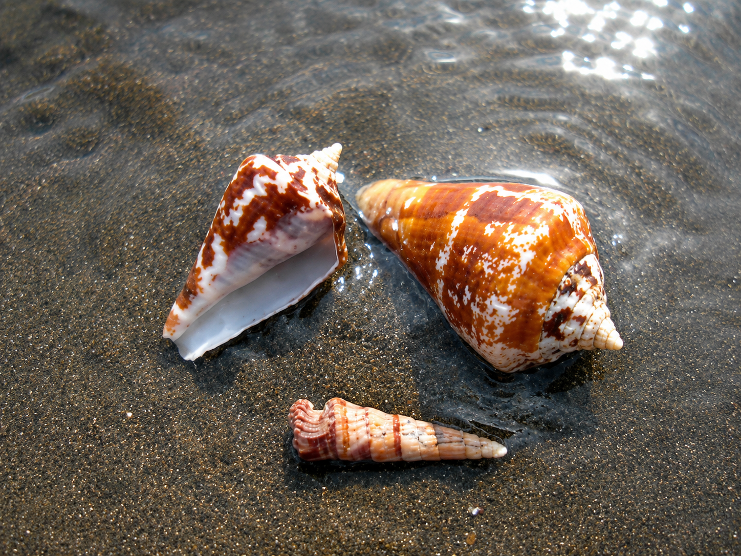Shelling the Pacific Ocean in Costa Rica