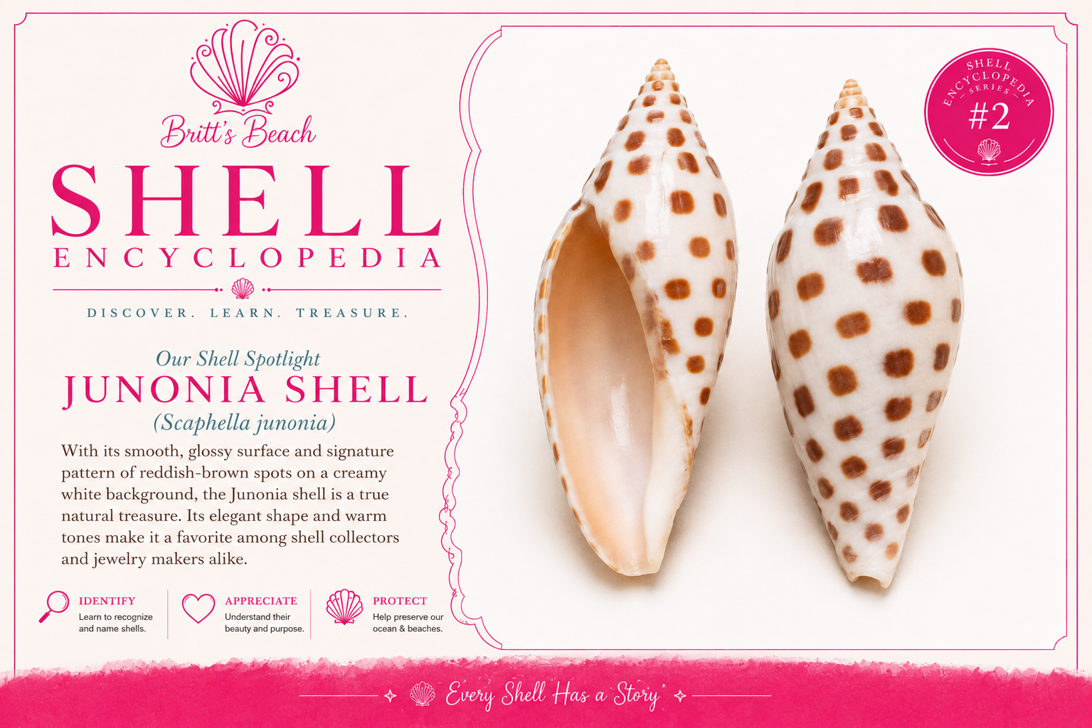 Junonia Shell
