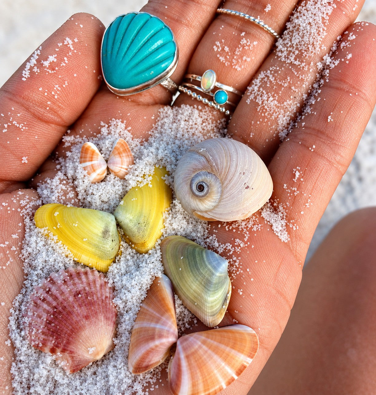 Navarre Beach Shelling | Britt's Beach Guide to the Best Spots